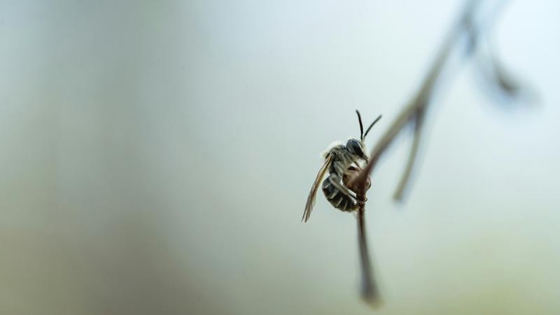 Key Figures Background